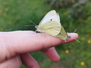 Còpula de blanqueta de la col (Pieris rapae) al parc del Canal de la Infanta de Cornellà de Llobregat. Autoria: Mònica Prats, voluntària de l’mBMS