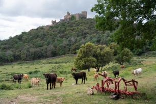 Vaques Requesens. Imatge Galdric Mossoll