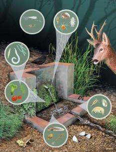 Il·lustració de la biodiversitat de les fonts. Autor: Jordi Corbera