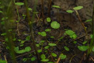 El capell d’aigua (Hydrocotyle vulgaris)