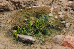 Replantació de Salicornia alpini 