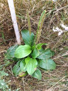 Exemplar de Plantago cornuti
