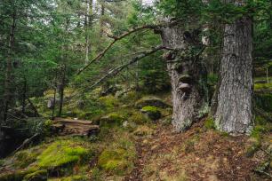Bosc madur, imatge Galdric Mossoll