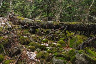 Bosc madur, imatge Galdric Mossoll