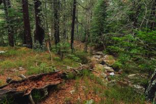 Bosc madur, imatge Galdric Mossoll