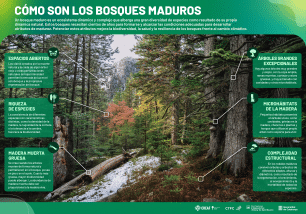 Infografía "Cómo son los bosques maduros", CREAF