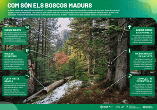 Infografia "Com són els boscos madurs", CREAF