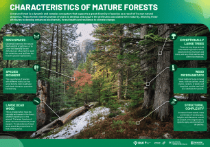 Infogrphy "Characteristics of mature forests", CREAF