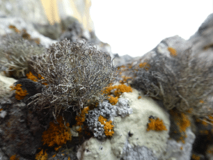 Usnea