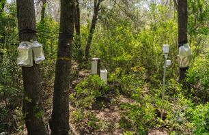 Xarxa de sensors al bosc