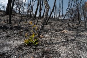 Pocs dies després d'un incendi, algunes espècies comencen a rebrotar. Imatge: Galdric Mossoll