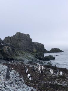 Pingüins Antartida, imatge: Mariana García Criado