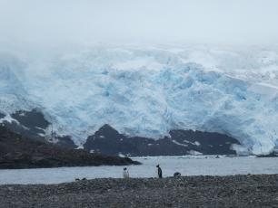 Pingüins Antartida, imatge: Mariana García Criado