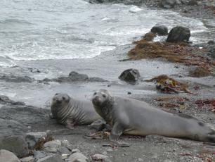 Una pareja de focas en una playa de la isla Rey Jorge. Imagen: Mariana García Criado