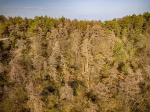 Imagen de afectación por sequía. Masa forestal con árboles en tonos marrones debido al estrés hídrico. Fuente: AlertaForestal