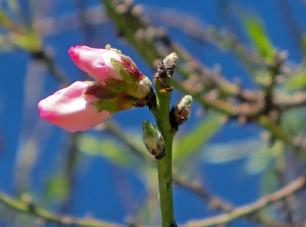 Brotes y capullos de flores de almendro en noviembre. Imagen: Anna M (iNaturalist - Proyecto RitmeNatura)
