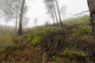 Col·locar troncs i branques en forma de feixes ajuda a estabilitzar el sòl. Exemple a l'incendi de Bellprat del 2021. Imatge: Galdric Mossoll