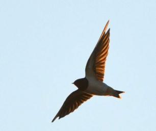 Golondrina Tijereta (Hirundo rustica) observada el 16 de diciembre de 2023. Autor: Marc 