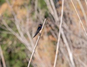 Golondrina Tijereta (Hirundo rustica) observada el 27 de diciembre de 2023. Autor: Roger Porta 