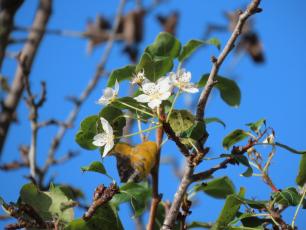 Peral florecido fuera de temporada durante el mes de octubre. Imagen: Claudia Fernández (iNaturalist - Proyecto RitmeNatura)