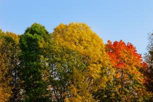 Degradado de otoño. Árboles  en tonos verde, amarillo y rojo.