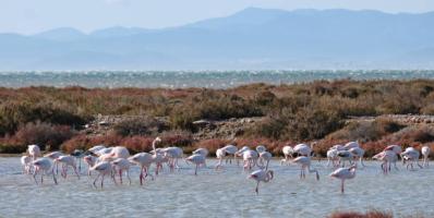 grupo-de-flamencos-en-el-agua-al-atardecer-en-la-laguna-de-la-tancada-parque-natural-del-delta