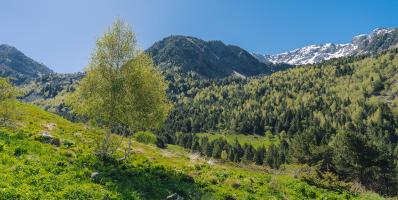 Green meadow with trees and mountains under a blue sky.