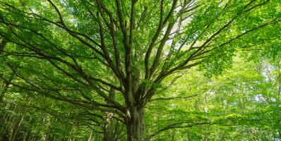 A large tree with green leaves in a forest.