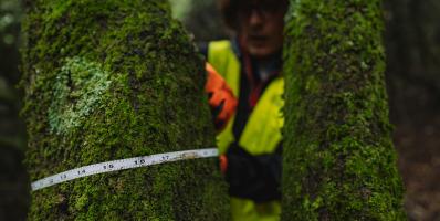 Scientist measures tree trunk, wearing a reflective vest.