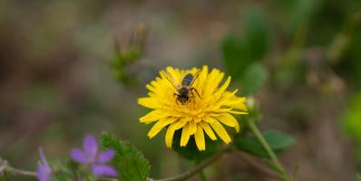 Bee on a yellow dandelion, foraging.