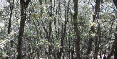 Dense trees in a forest.