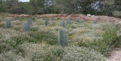 Young trees protected by metal cylinders, in a field of flowers.