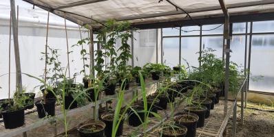 Plants in black pots inside a greenhouse.