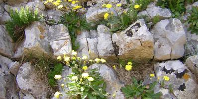 Yellow wildflowers growing out of a stone wall.
