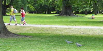 People walking on path in a park, with two pigeons on the grass.