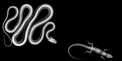 X-ray of a snake and lizard on a black background.