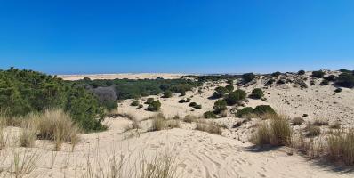 A panoramic view of sand dunes, bushes and forest under a blue sky.