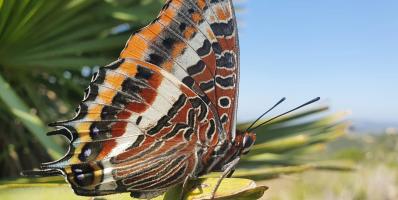 Two-tailed pasha