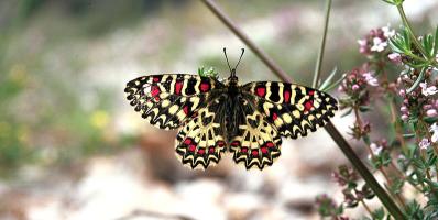 Butterfly with red and yellow markings on wings.