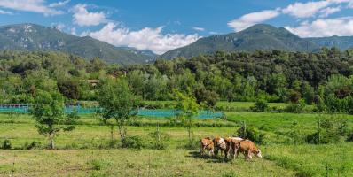 Vaques pasturant a un camp de Planeses