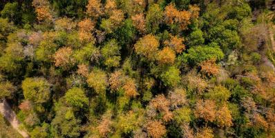Aerial view of a lush forest, with mix of green and brown foliage.