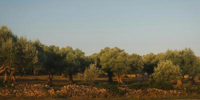 Olive trees in a field, under a clear blue sky.