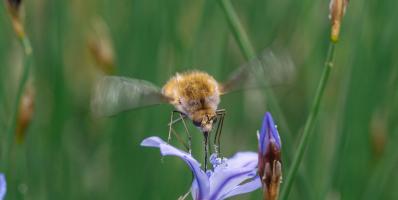 Bee-fly hovering over a purple flower.