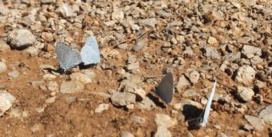 HARMON pretén recopilar informació de tots els seguiments de biodiversitat de Catalunya, com ara el CBMS de papallones