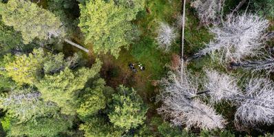 Investigadors al bosc