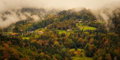 Forest in slovenia